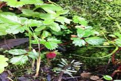 Fragaria daltoniana